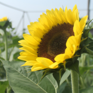 Sunshine Yellow with Black From Known You Seed (India)